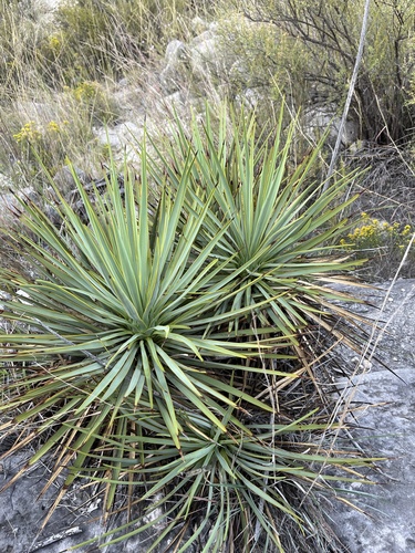 Yucca thompsoniana
