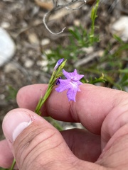 Ruellia parryi