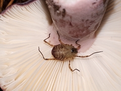 Oligolophus hanseni