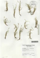Carex rupestris
