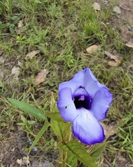 Torenia siamensis