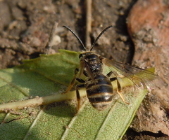 Lasioglossum marginatum