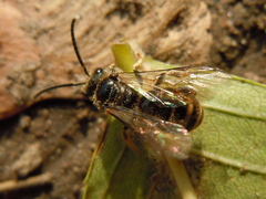 Lasioglossum marginatum