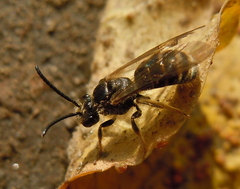 Lasioglossum marginatum