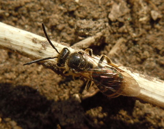 Lasioglossum marginatum