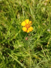 Dyssodia tagetiflora