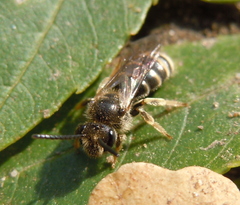 Lasioglossum marginatum
