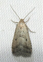 Hypenodes fractilinea