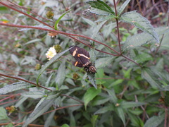 Phidippus arizonensis