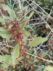 Acalypha gracilens