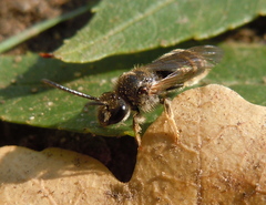 Lasioglossum marginatum