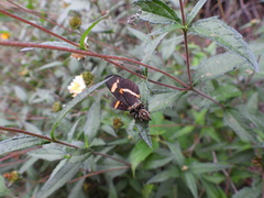Phidippus arizonensis