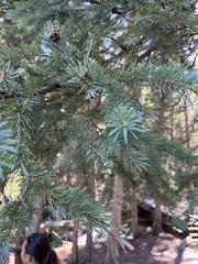 Pseudotsuga