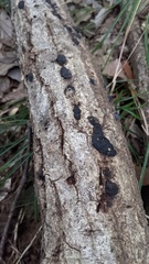 Annulohypoxylon truncatum