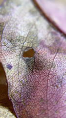 Dothideomycetes