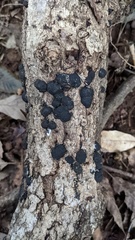 Annulohypoxylon truncatum