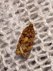 Argyrotaenia tabulana
