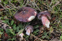 Russula queletii