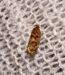 Argyrotaenia tabulana