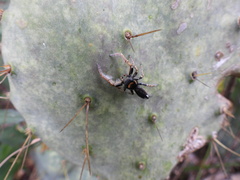 Phidippus arizonensis