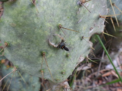 Phidippus arizonensis