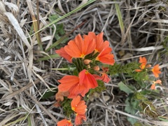 Crossandra mucronata