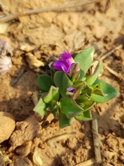 Polygala transvaalensis