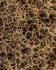 Sarcopoterium spinosum