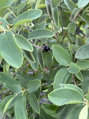 Karwinskia humboldtiana