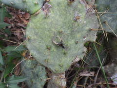 Phidippus arizonensis