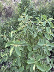 Karwinskia humboldtiana