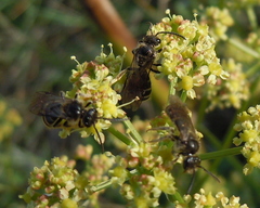 Lasioglossum marginatum