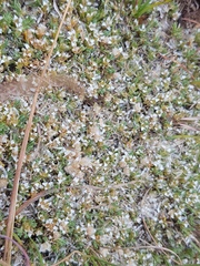 Helichrysum caespititium