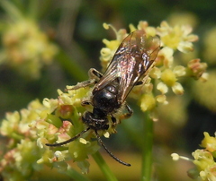 Lasioglossum marginatum
