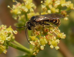 Lasioglossum marginatum