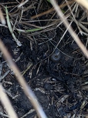 Triodopsis tridentata