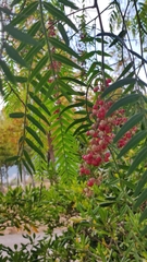 Schinus molle