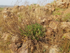 Helichrysum setosum