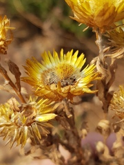 Helichrysum setosum