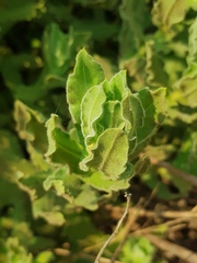 Helichrysum setosum