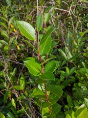 Lyonia lucida