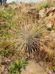 Boophone disticha