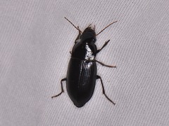 Harpalus