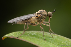 Empididae