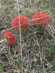 Scadoxus multiflorus multiflorus