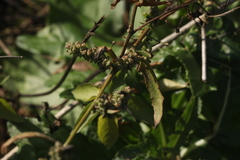 Atriplex intracontinentalis
