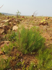 Callilepis leptophylla
