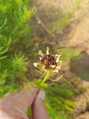 Callilepis leptophylla