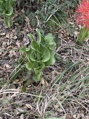 Scadoxus multiflorus multiflorus