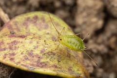 Macrosiphum